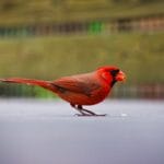 Photo Colorful wings