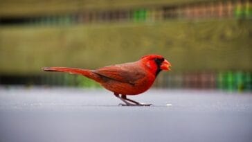 Photo Colorful wings