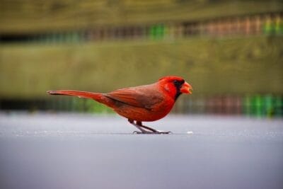 Photo Colorful wings