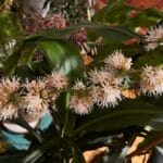 Photo Dracaena marginata