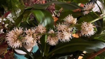 Photo Dracaena marginata