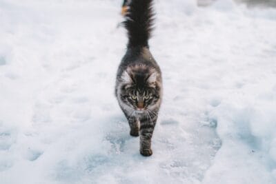 Photo snow cat