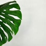 Photo Jade plant varieties