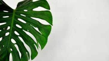 Photo Jade plant varieties