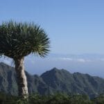 Photo Dracaena marginata