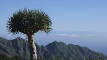 Photo Dracaena marginata