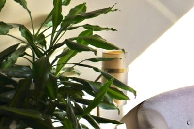Photo Dracaena marginata