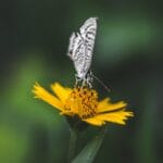 Photo Colorful wings