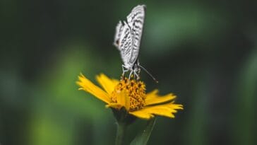 Photo Colorful wings