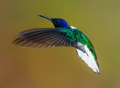 Photo Bird eating dried barley