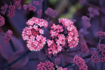 Photo Scarlet blooms
