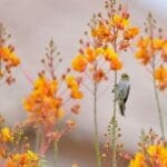 Photo Natures beauty