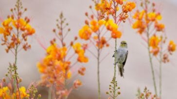 Photo Natures beauty