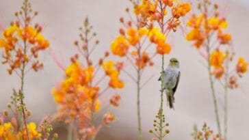 Photo Natures beauty