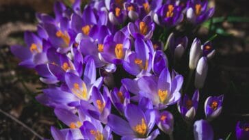 Photo Overly Enthusiastic