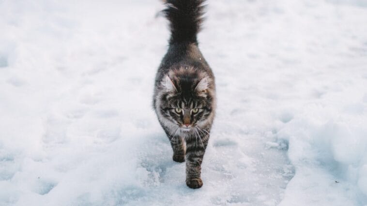 Photo snow cat