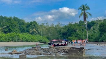 Photo Tropical foliage