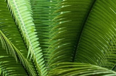Photo Tropical foliage