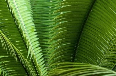 Photo Tropical foliage