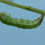 Photo Yellow caterpillar