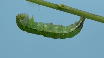 Photo Yellow caterpillar