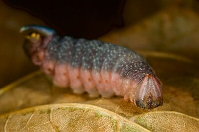 Photo Yellow caterpillar