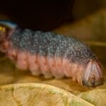 Photo Yellow caterpillar