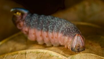 Photo Yellow caterpillar
