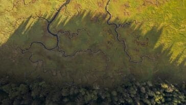 Photo Marine habitat