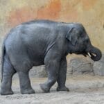 Photo Elephant trunk