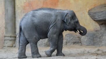 Photo Elephant trunk