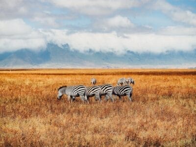 Photo Safari landscape