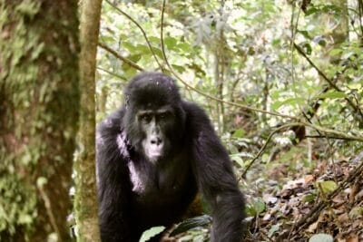 Photo Mountain gorilla