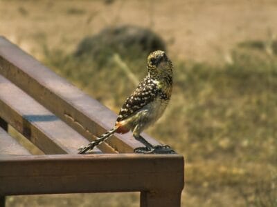 Photo Serengeti National Park