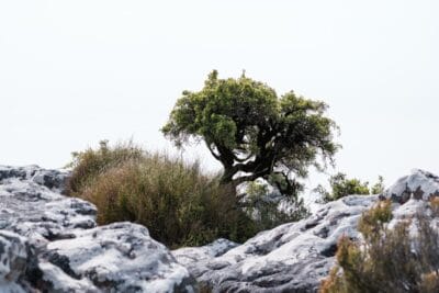 Photo Table Mountain