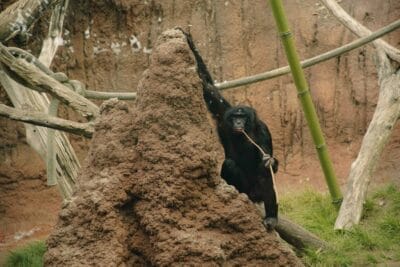 Photo Safari animals
