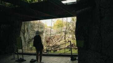 Photo Safari animals