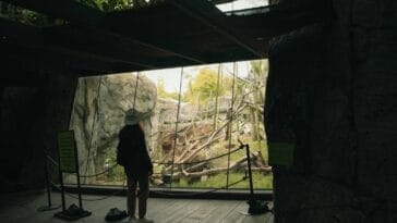 Photo Safari animals