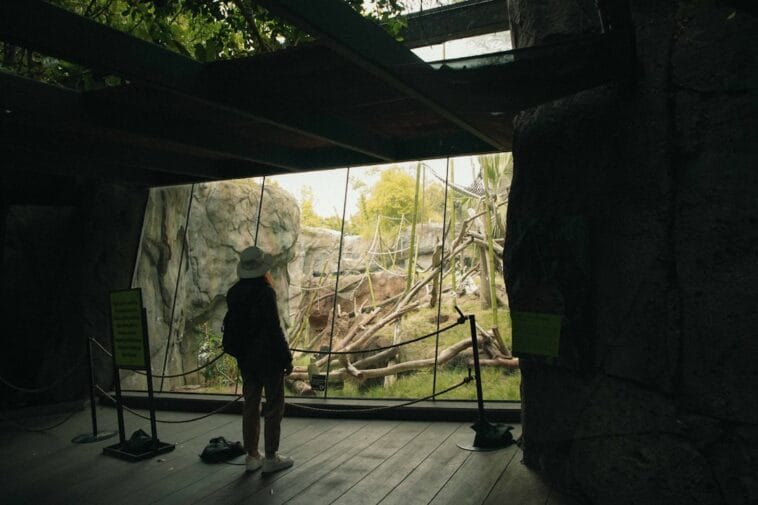 Photo Safari animals