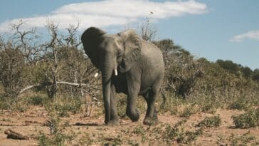 Photo Safari adventure