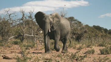 Photo Safari adventure