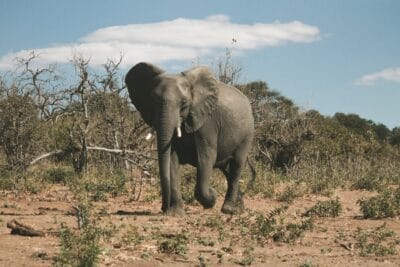 Photo Safari adventure