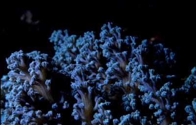 Photo Underwater coral reef