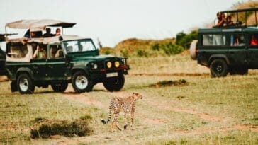 Photo Safari jeep
