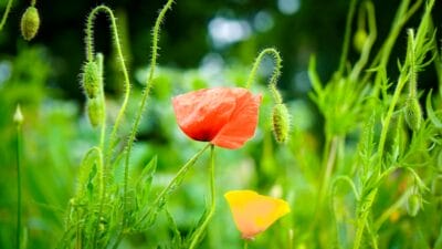 Photo Serenity Garden