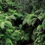 Photo Lush rainforest
