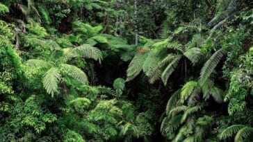 Photo Lush rainforest