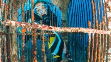 Photo Underwater paradise