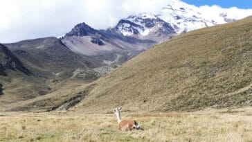 Photo Snow-capped peak