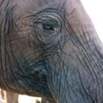 Photo Great Zimbabwe